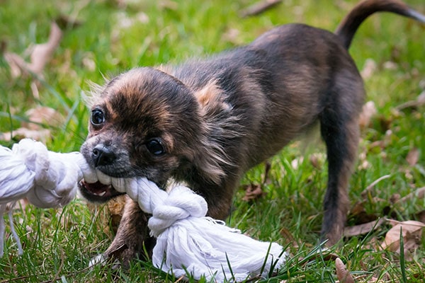 Chihuahua puppy pulling on a toy